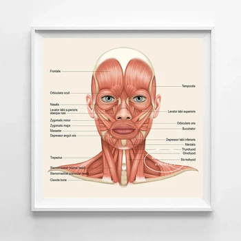 Анатомия мышц лица Мышцы шеи Обзор головы Художественный Медицинский плакат Картина на холсте Настенные принты Декор домашней клиники